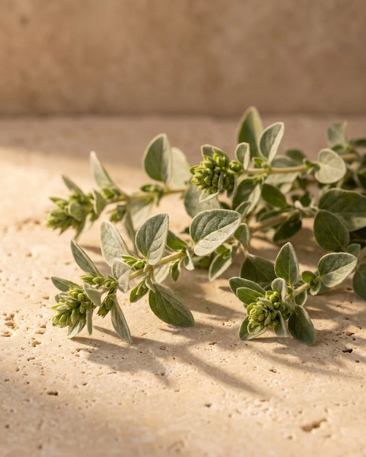 زيت البردقوش العطري النقي - Delune